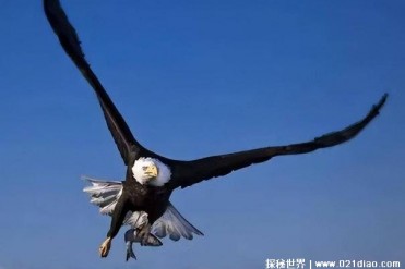 阿根廷巨鹰逐渐灭绝的原因 栖息地逐渐减少(顶级...