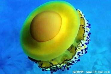 一种比较少见的海洋生物 蛋黄水母有毒性(形似荷...
