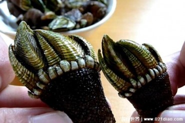 被视为海鲜极品的生物 鹅颈藤壶味道极其鲜美(价...