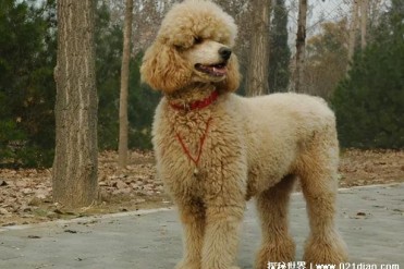 巨型贵宾犬售价高达600万 是欧洲贵族圈的珍品(智...