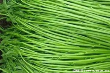 世界上最长的空心菜 由长沙菜农种植长14米(比较...