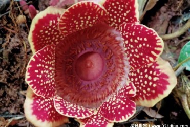 世界上最大的花朵 大王花直径长达一米(神奇的植物)