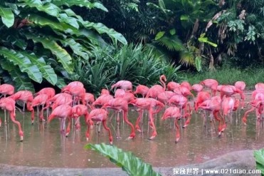 火烈鸟可以喝沸水吗 火烈鸟不能喝沸水(并不安全)