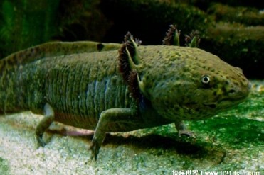 用四条腿爬行的水中生物 美西钝口螈长相呆萌(杂...