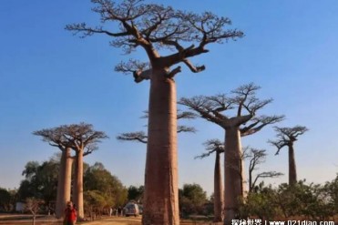 世界上储水能力最强的树 猴面包树分布范围广(木...