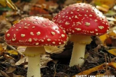 含有致幻毒素的蘑菇 迷幻蘑菇会让人产生幻觉(是...