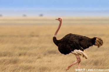 世界上最大的鸟 非洲鸵鸟高达到了2.5米(生存能力强)