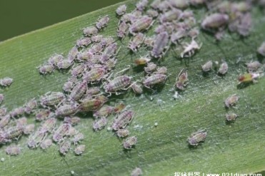 世界上繁殖速度最快的昆虫 蚜虫四五天就下崽(无...