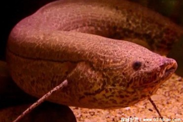 生活在非洲大陆的鱼类 非洲肺鱼生命力顽强(历史...