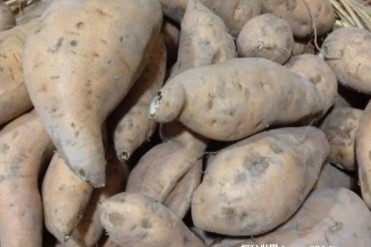 世界上最受欢迎的红薯 南澳金薯一斤要20块钱(历...