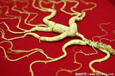 世界上最贵的人参 长白山的一颗200年野山参(达32...