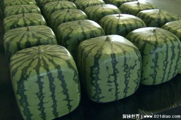 世界上最贵的西瓜 产自日本的方形西瓜价格高(用...