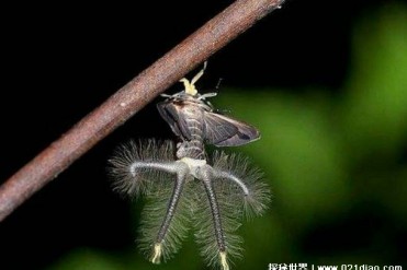 世界上最恐怖的飞蛾 黑条灰灯蛾长相比较吓人(寿...