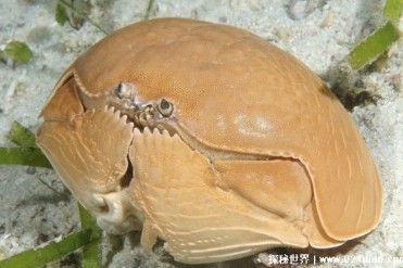 世界上最憋屈的螃蟹 傻瓜蟹被当做面包蟹售卖(个...