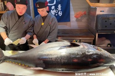 世界上最贵的食用鱼 蓝鳍金枪鱼经济价值较高(肉...