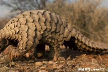 世界上被误解最深的动物 穿山甲不会穿山(繁殖率...