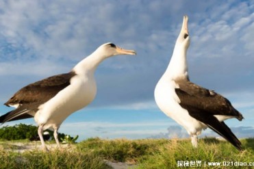 世界上飞行能力最强的鸟 信天翁可飞600万公里(体...