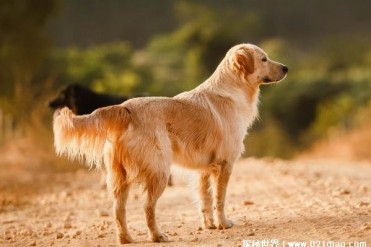 世界上十大最美的狗 阿富汗猎犬外貌出众(比较尊贵)