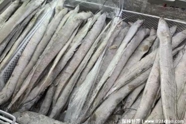 世界上营养含量最高的十种鱼类 蓝鳍金枪鱼(价格...