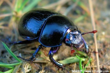 世界上力气最大的昆虫 蜣螂以动物粪便为食(大中...