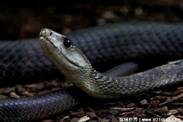 世界上最恐怖的蛇 黑曼巴蛇体内拥有剧毒(攻击性...
