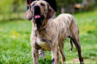 世界上十大禁养猛犬 比特犬杀伤力比较大(领地意...