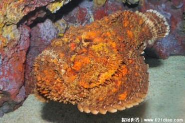 世界上毒性最强的鱼 毒鲉是肉食性鱼类(毒性很强)