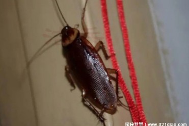 世界上爬行速度最快的动物 蟑螂每秒可跑30米(生...