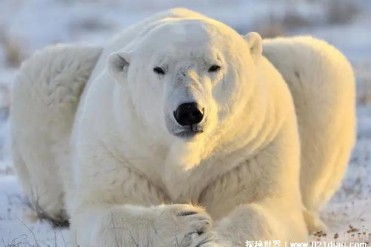 世界上十大冬眠动物 蛇是典型的冬眠动物(会隐藏...