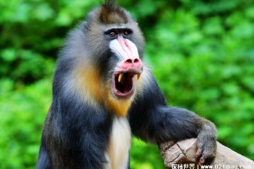 世界上最大的猴子 山魈体长达到61厘米左右(体型...