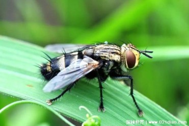 世界上十大繁殖能力最强的动物 蟑螂排行第一(生...