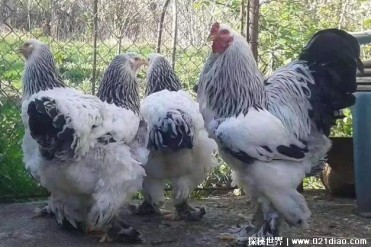 世界上体型最大的鸡 梵天鸡身高达到1.2米(营养价...