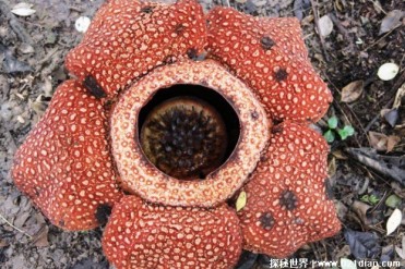世界上最大的花朵 大王花直径可达1.5米(释放臭味)