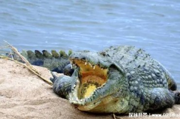 世界十大最凶猛的陆地动物 湾鳄体长6米多(咬合力大)