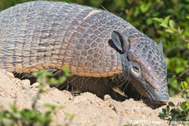 穿山甲在沙漠中用舌头舔蚂蚁 食量比较大(生活在...