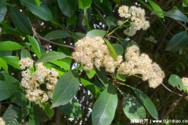 石楠花腥臭为何会被大面积种植 适应能力强(分布...