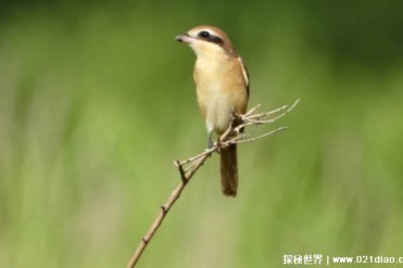 红尾伯劳为何会有屠夫之名 主要捕捉各种昆虫(一...