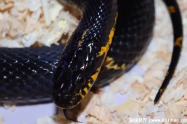 世界上十大最抗饿的动物 洞螈是两栖动物(生命力...