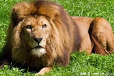 大象的天敌有哪些 狮子是体型较大的动物(群居动物)
