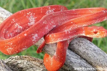 世界上罕见的十大红色动物 红绵羊为了提醒(比较...