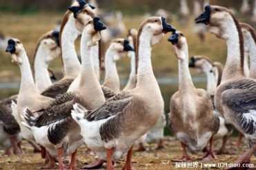 狮头鹅价格昂贵为何人们很少养殖 地域限制(要求...