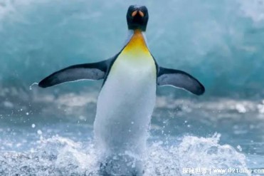 世界上十大不会飞的鸟类 非洲鸵鸟位居第一(高达2...