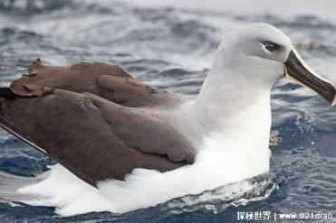 世界上十大最长寿的鸟类 葵花凤头鹦鹉寿命长(可...