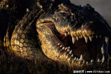 世界上最大的鳄鱼 古斯塔夫体长达到7.5米(食人巨鳄)