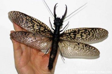 世界上最大的蜻蜓 蛇蜻蜓身体长度超过2英寸(一种...