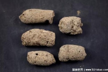 世界上收集粪便化石最多的人 共1277块史前粪便(...