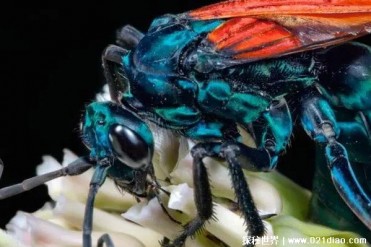 被称为地表第二痛的昆虫 沙漠蛛蜂毒性很强(以狼...