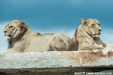 狮子喜欢在岩石上休息 狮子需要时刻保持干燥(避...