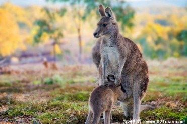 袋鼠独特的繁殖方式 喜欢在袋中繁殖后代(和环境...