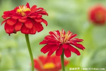 百日菊的种植方法 需要提供适当的水分和养分(保...